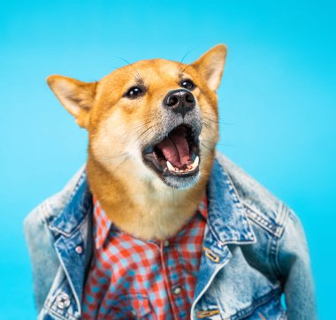 Köpek bağırıyor, ağzı açık bir şekilde yan tarafa bakıyor. Şık kot ceket ve pembe kareli gömlek. Mavi arka plan. shiba inu pet telling information. Kıyafet temalı sevimli hayvan portreleri.