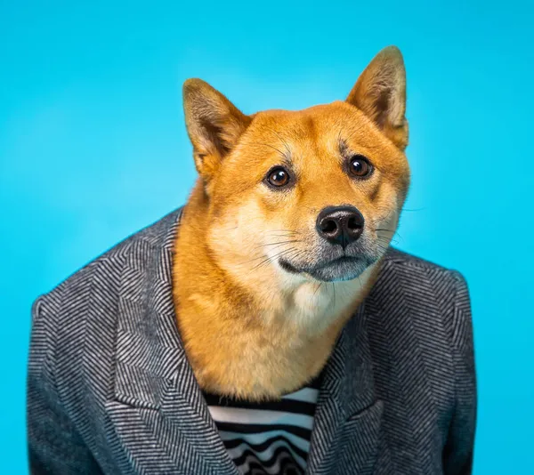 Retrato Cão Shiba Inu Negócio Formal Blazer Terno Escritório Negociações — Fotografia de Stock