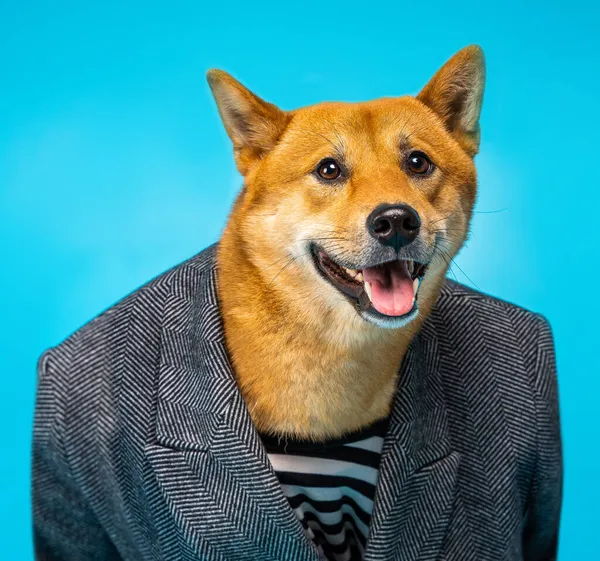 Sonriente Perro Shiba Inu Estilo Formal Negocios Gris Traje Chaqueta —  Fotos de Stock