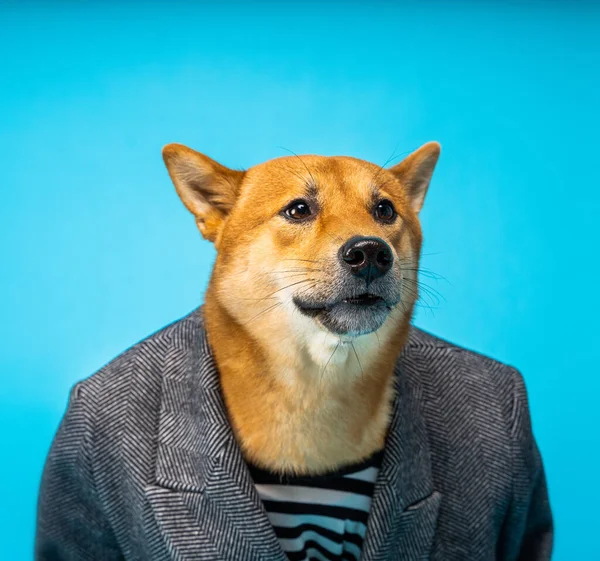 Cara Perro Confundido Traje Negocios Parece Chocado Tonto Funny Perro —  Fotos de Stock