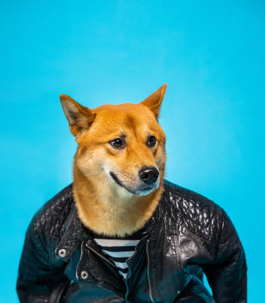 Grappige Hond Shiba Inu Lederen Jacker Blauwe Achtergrond Cool Stoere — Stockfoto