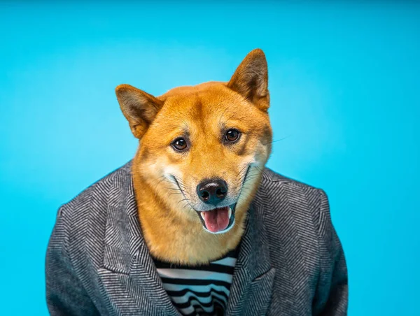 Ciekawy Pies Garniturze Biznesowym Patrzy Dociekliwie Kamerę Śmieszny Psi Pracownik — Zdjęcie stockowe