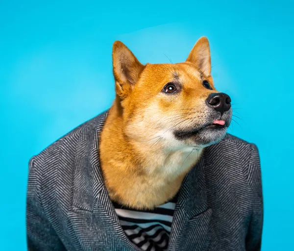 Burlas Engaño Cara Tonta Perro Shiba Inu Retrato Traje Formal — Foto de Stock
