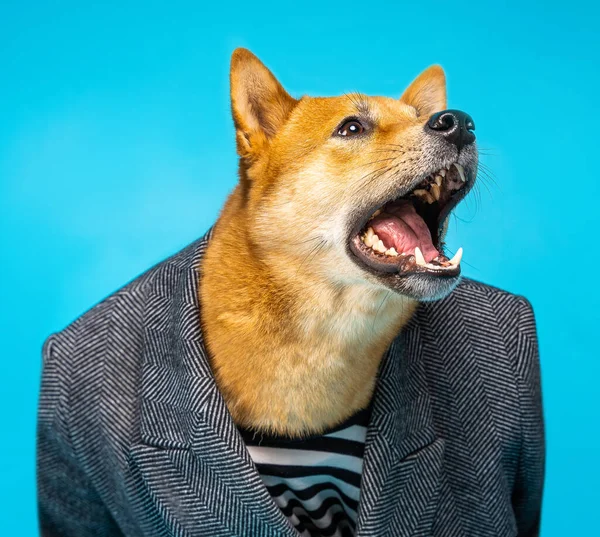 Dog Shiba Inu Com Boca Aberta Gritando Gritando Olhando Para — Fotografia de Stock