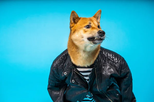 Angry Grin Funny Dog Shiba Inu Bad Ass Black Leather — Stock fotografie