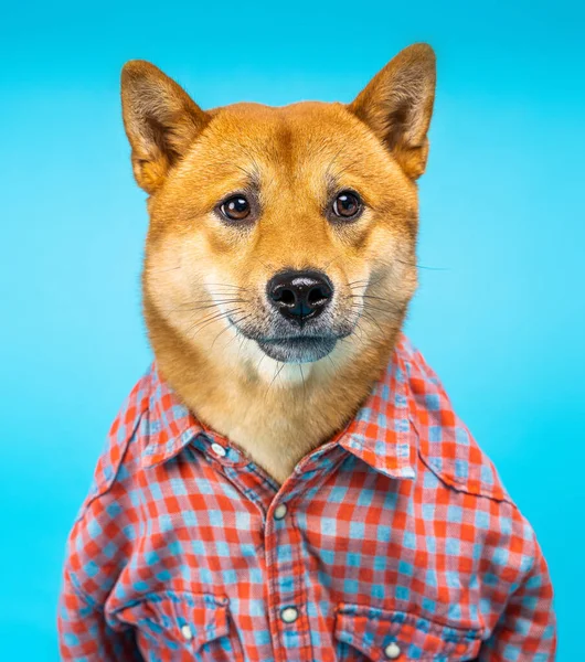 Belo Retrato Cão Shiba Inu Vestindo Camisa Xadrez Rosa Focinho — Fotografia de Stock