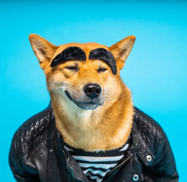Divertido Perro Shiba Inu Chaqueta Cuero Camiseta Rayas Con Cejas —  Fotos de Stock