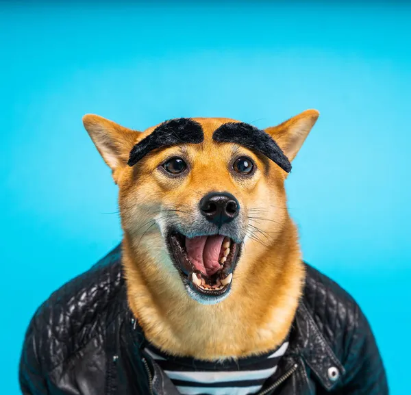 Собака Шиба Ину Удивлена Удивленным Выражением Лица Открытым Ртом Кричащим — стоковое фото