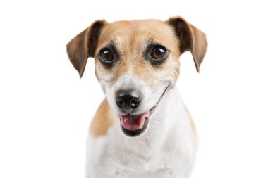 sevimli köpek yüz