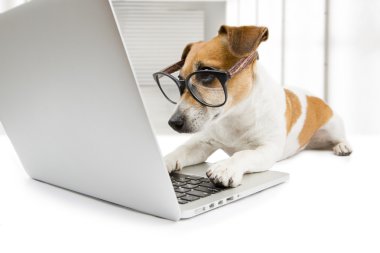 bilgisayar ile akıllı köpek