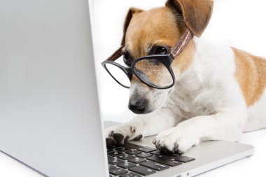 CLever dog with computer