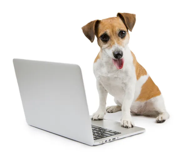 Bilgisayar ile akıllı köpek — Stok fotoğraf