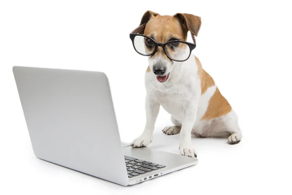 Slimme hond met computer — Stockfoto