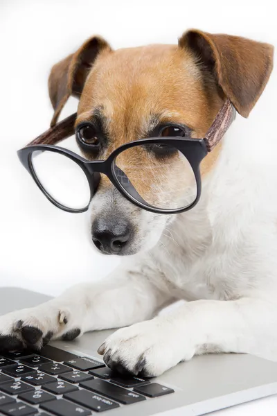 bilgisayar ile akıllı köpek