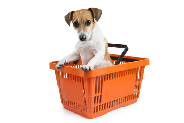 Carro de compras mascota — Foto de Stock