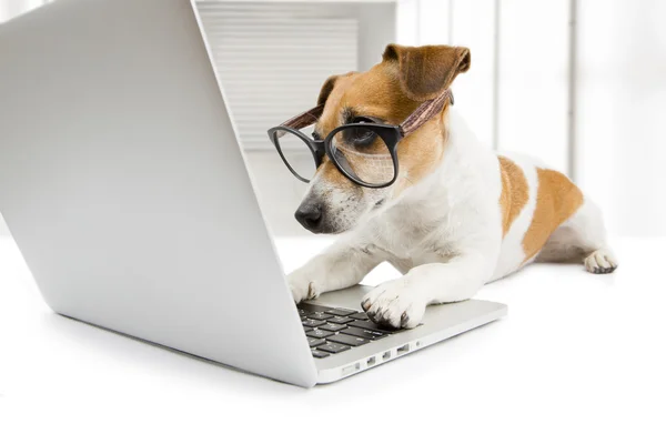 Kluger Hund mit Computer — Stockfoto