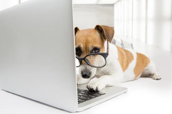 Slimme hond met computer — Stockfoto