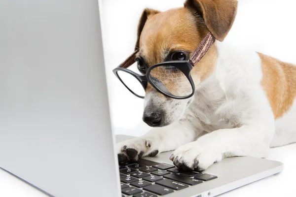 Slimme hond met computer — Stockfoto