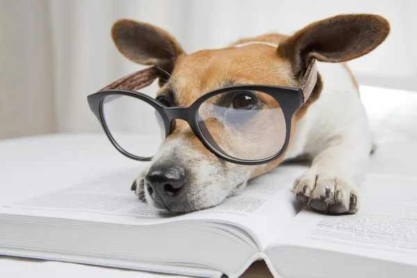 Volver a los libros escolares — Foto de Stock