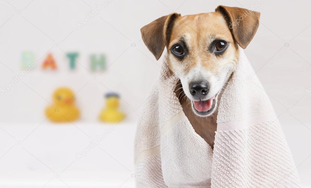 Clean pet Stock Photo by ©Flydragonfly 51511637