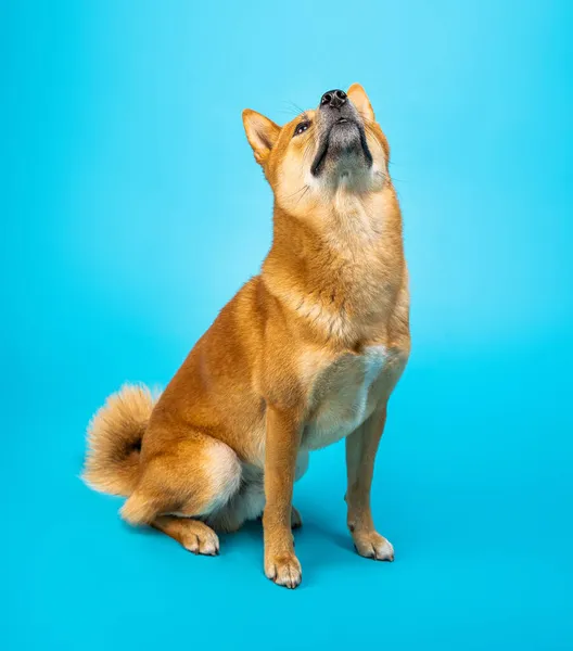 Perro Sentado Sobre Perfil Azul Shiba Inu Sobre Fondo Azul —  Fotos de Stock