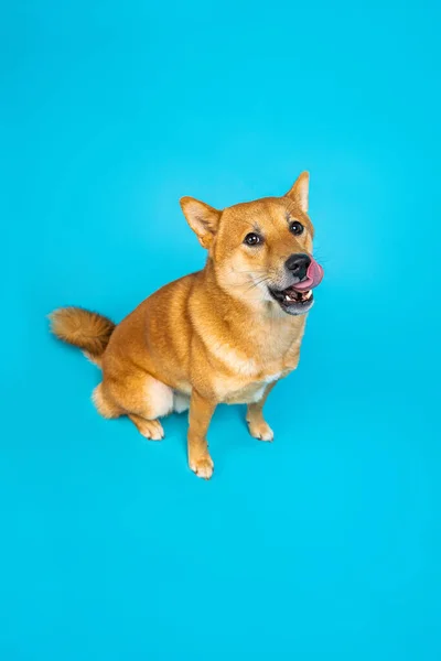 Lamiendo Perros Esperando Regalo Shiba Inu Linda Mascota Hambrienta Sentada —  Fotos de Stock