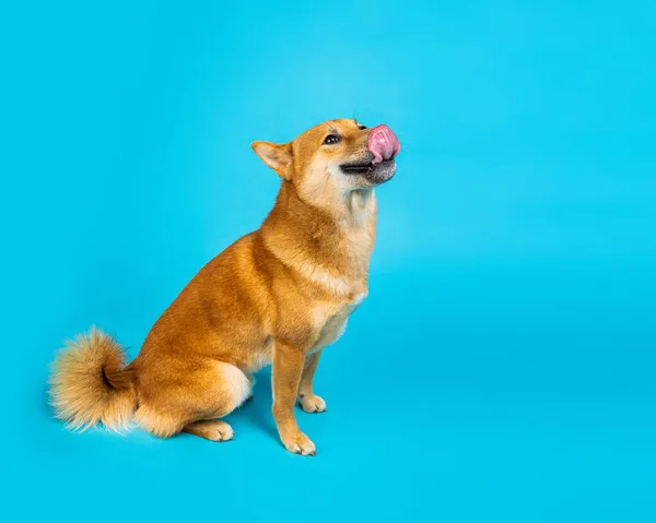 Hladový Pes Sedí Boční Profil Modrém Profilu Shiba Inu Modrém — Stock fotografie