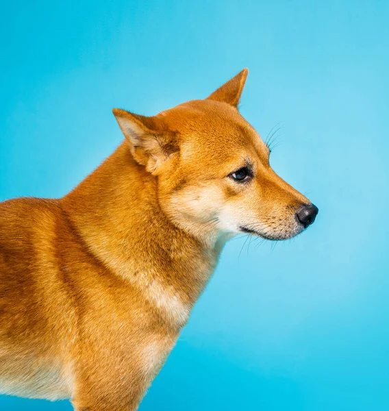 Perfil Cão Retrato Facial Lateral Shiba Inu Fundo Azul Cão — Fotografia de Stock