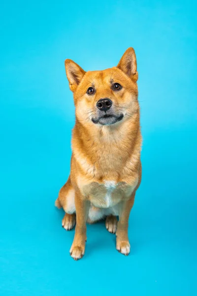 Şirin Köpek Shiba Inu Mavi Arka Planda Oturuyor Dikkatlice Ileriye — Stok fotoğraf