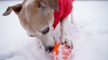 Active dog in red winter coat gnaws toy holding ball with paw. Winter snow and frost outside. Active winter time weekend. Happy Jack russell terrier looking at camera. Funny small dog video footage