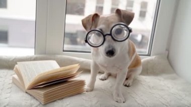Sevimli akıllı köpek Jack Russell Terrier pencerenin kenarına oturur ve kitap okur. Pencerenin dışında kar yağıyor. Sıcak kış hafta sonu tatili. Hayvan kameraya bakıyor. Video görüntüleri