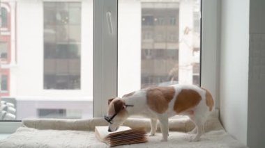 Nerd dog Jack Russell terrier with glasses carefully sniffs book, studies information, doing research. preparation for the exam near the window. Smart funny Professor. Cozy winter home time video 