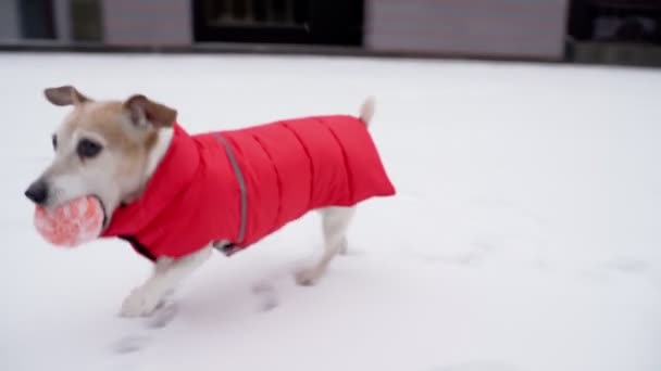Привабливий Маленький Собака Бігає Колу Помаранчевими Зубами Тепле Червоне Зимове — стокове відео