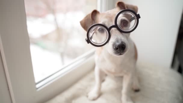 ウィンドウの近くに位置し カメラを見ているラウンドメガネの愛らしいスマート犬ジャック ラッセルテリア科学者 好奇心のこもったリスニング 昼のビデオ映像 視力を向上させる光学系 — ストック動画