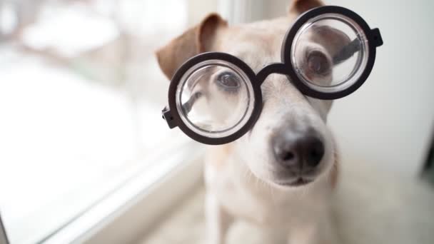 Chytrý Pes Jack Russel Teriér Šprťáckých Brýlích Pozoruje Zvědavý Pohled — Stock video