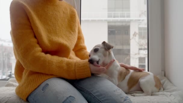 犬とオーナーは窓辺に座ってる 愛と優しさと信頼 可愛い犬が少女の手を舐める オレンジ居心地の良いセーター 窓の外の冬の雪 ペットと一緒に家で凍える週末をリラックス — ストック動画