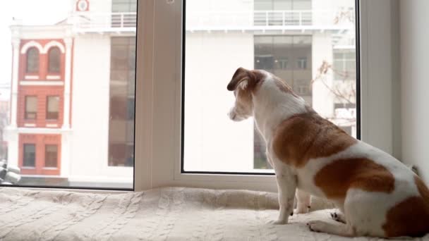 Small Cute Dog Sitting Windowsill Looking Out Window Snowfall Winter — Stockvideo