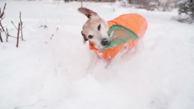 Cute small dog in orange coat clothes digging snow taking blue disk. Shaking the toy and running happy. Enjoying winter and snow. Active funny Jack Russell terrier slow motion video footage