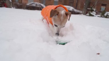 Turuncu giysili aktif küçük köpek dikkatlice kar kazıyor mavi lastik disk oyuncağını çıkarıyor. Dışarıda komik bir kış oyunu oynanıyor. Jack Russell Terrier karın tadını çıkarıyor. Yavaş çekim video görüntüleri