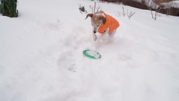 Kar Kazan Komik Küçük Köpek Kauçuk Mavi Oyuncağa Ulaşıyor Dışarıda — Stok video