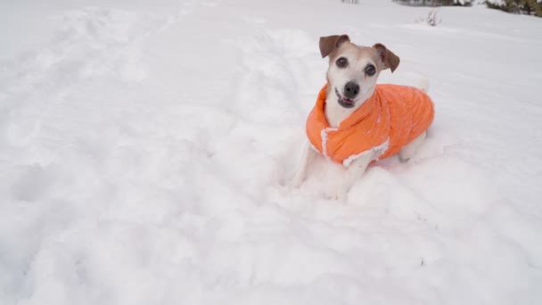 Winter Snow Active Time Pet Stylish Orange Dog Clothes Coat — Video Stock