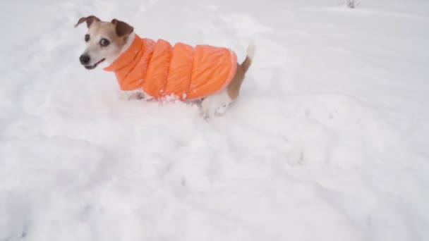 Adorable Perro Pequeño Sacude Goma Azul Disco Juguete Nieve Dispersa — Vídeo de stock