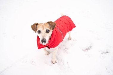 Kırmızı ceketli sevimli köpek Jack Russell Terrier kameraya bakıyor. Burun karla kaplı. Dışarıda güzel vakit geçiriyorsun. Kışın ve dışarıda soğuk havanın tadını çıkarıyorum. Etkin kış anı 