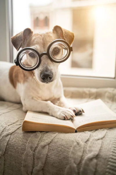 Cão Nerd Inteligente Óculos Gostando Ler Domingo Relaxante Casa Com — Fotografia de Stock