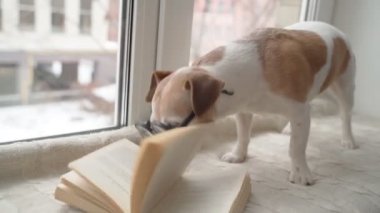 Köpek ineği bilgi için kazıyor. Bir kitabı koklayarak ve sayfaları çevirerek. Gözlüklü sevimli köpek Jack Russell Terrier kitap okuyor. Video görüntüleri
