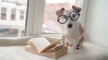 Gözlüklü sevimli küçük köpek kitap okuyor sıcak ev atmosferinde pencere eşiğinde oturuyor. Kış zamanı. Sıcak hafta sonları evde kitap çivileri var. Evcil hayvan Jack Russell Terrier kameraya bakıyor. Video 
