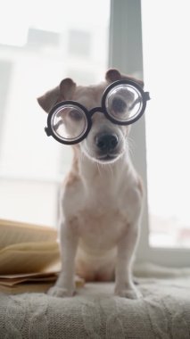 Akıllı inek köpek Jack Russel teriyer gözlüklü evde oturup kitap okumaktan zevk alıyor. Sıcak ev atmosferi. Kış zamanı. Hafta sonları kitap satarak geçireceğim. Dikey video görüntüleri