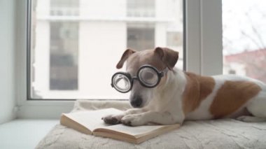Kış havasının tadını çıkarma zamanı. Kırmızı evcil hayvan sıcak giysileri. Küçük sevimli köpek Jack Russell teriyeri kışın kar yağarken, ağzı kapalı turuncu bir top ile dışarıda koşuyor. Video görüntüleri