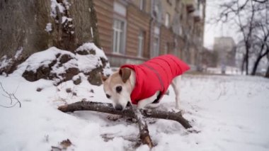 Aktif küçük köpek evin altındaki kaldırımda karlı kış havasının altında tahta bir dalı kemiriyor. Büyük şehirde kış hayvanı. Kırmızı ceketli kızgın inatçı köpek. Yavaş çekim video görüntüleri