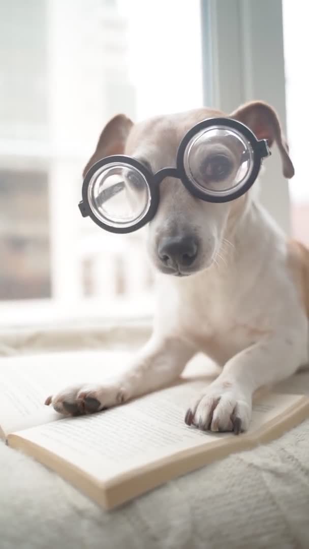 Perro Nerd Inteligente Gafas Disfrutando Lectura Relajante Domingo Casa Con — Vídeo de stock